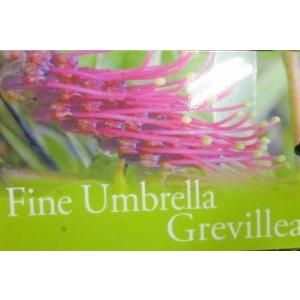 グレビレア ファインアンブレラ 5寸鉢植え Z 日本花卉ガーデンセンターyahoo 店 通販 Yahoo ショッピング