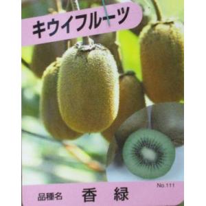 キウイ 苗木 【メス 紅妃】 3年生 接ぎ木 約1.3m 大苗 : 苗木の専門店