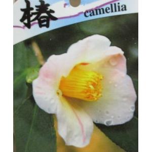 侘助椿 椿 苗木 植木 の商品一覧 花 ガーデニング 通販 Yahoo ショッピング