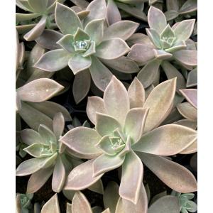 栗の苗木 天津甘栗 果樹の苗木 4号/1個売り 栗苗 栗の苗 栗の木 くりの