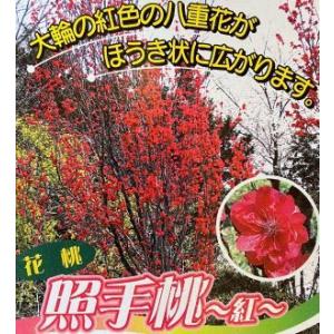 照手紅（6寸鉢植え）　：花桃 ハナモモ 苗木 苗 はなもも