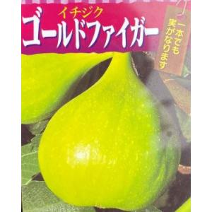 イチジク苗　いちじくの木　ゴールドファイガー　（イチジク）　6寸鉢植え　：果樹苗｜nihonkaki