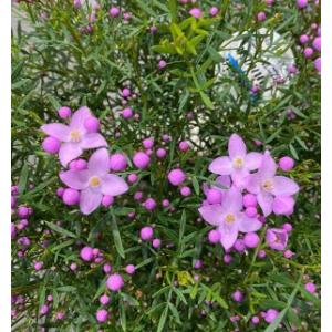 ボロニア 花の商品一覧 通販 Yahoo ショッピング
