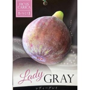 レディーグレイ：果樹苗　（いちじく　無花果　いちじく）