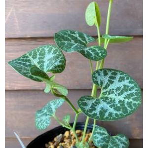 亀甲馬の鈴草（亀甲ウマノスズクサ）