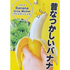 日本花キ流通 マンゴー リリー 6号鉢 送料無料 接木苗 苗木 果樹苗