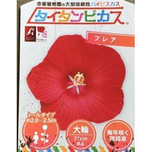 原種クレマチス カザグルマ （日光のカザグルマ） : 日本花卉ガーデン