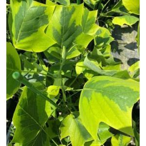 百合の木(ユリノキ）　オーレオマルギナータム　（黄覆輪品種）　チューリップツリー