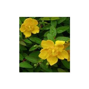 日本花卉ガーデンセンターyahoo 店 ヒペリカム 花木 庭木 Yahoo ショッピング