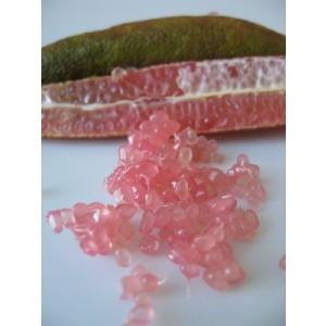 4寸ポット植え　フィンガーライム　ピンク　接木苗　2年生　：果樹苗　柑橘苗　苗木　接木　苗　みかん