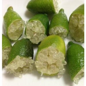 4寸ポット植え　フィンガーライム　グリーン　接木苗　2年生　：果樹苗　柑橘苗　苗木　接木　苗　みかん