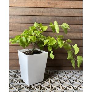 ミラクルフルーツ ：熱帯果樹苗 : 日本花卉ガーデンセンターYahoo!店