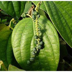 大株 チョコレートの木（カカオ）樹高40センチ程度 ：熱帯果樹苗