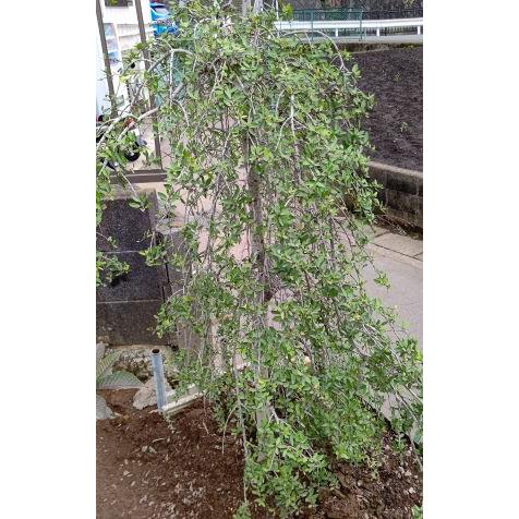 ヤポンノキ　八剱シダレ　（枝垂れ品種）5寸スクエア鉢植え　品種登録申請中