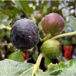 イチジクの木 ビオレソリエス 7号 樹高0.8m(鉢底から) 黒