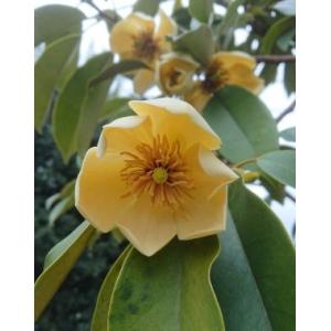 シロヤシオツツジ（白八汐ツツジ） （7寸鉢植え） : 日本花卉ガーデン