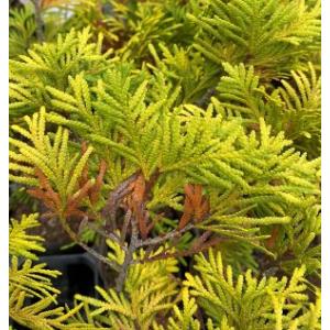コニファー ドイツトウヒ（ヨーロッパトウヒ）の苗木 : 植物・園芸専門