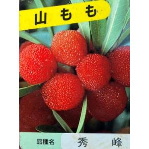 栗の苗木 天津甘栗 果樹の苗木 4号/1個売り 栗苗 栗の苗 栗の木 くりの