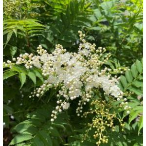 ダーウィニア プロセラ 5号鉢植え 爆買いweek : 苗木部 花ひろば