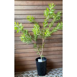 カリステモン ホワイトアンザック （キンポウジュ） 5寸ポット植え 樹