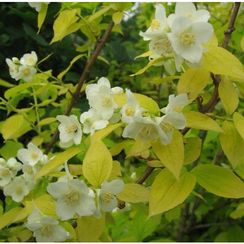 バイカウツギ　黄金葉一重咲き　（梅花ウツギ）