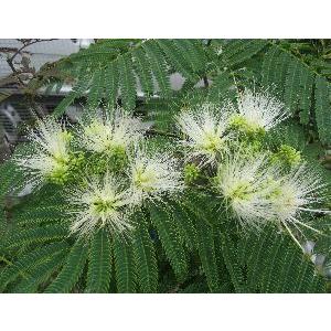 四季咲きネムノキ トキワネム 花苗 約120㌢宅急便よりそのまま匿名発送 000000054999-01.jpg?size=m&w=