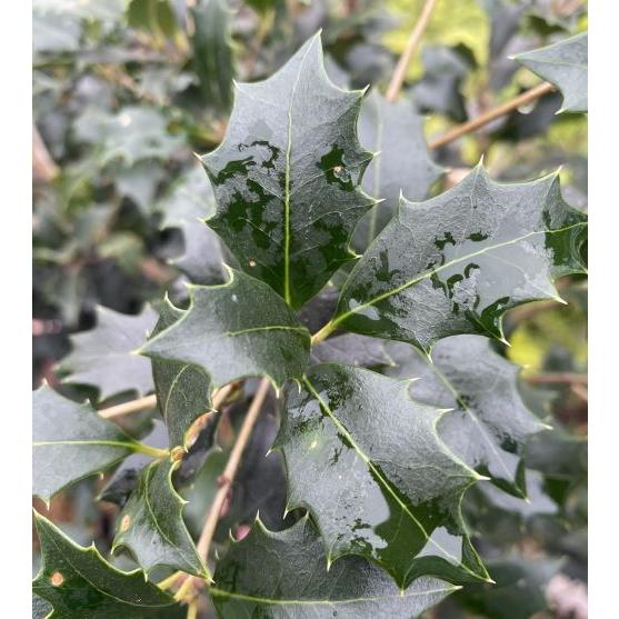 オニヒイラギ（鬼柊）　大株　６寸ポット植え　樹高70〜80センチ程度　＊難あり！（説明文必ずお読みく...