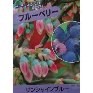 ブルーベリー苗木　苗　ブルーベリーの木　ブルーベリー　サンシャインブルー　（サザンハイブッシュ系）　3寸ポット植え：果樹苗