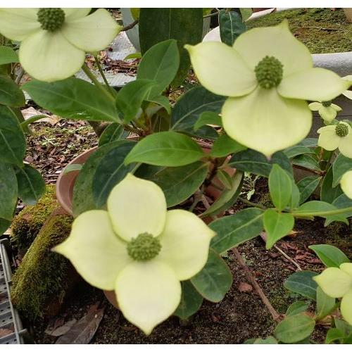 雲南常緑黄花山ボウシ　　（抱え咲き）　4寸ポット植え　トキワヤマボウシ