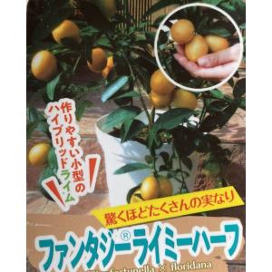 【セール・稀少】 パキスタンレモン (香水)接ぎ木2年生苗 （長レモン） 稀少 パキスタンレモン 香水 接ぎ木2年生苗 （長レモン）