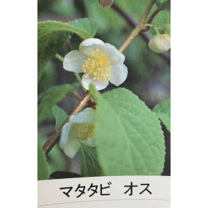 マタタビ(オス木、雄木):果樹苗 花は咲きますが...の商品画像