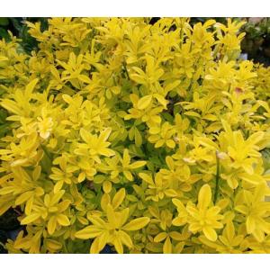 耐寒性ユッカ◇レクルビフォリア・バリエガータ◇庭用リゾート