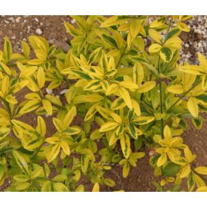 椿 ツバキの苗木 素粧 そしょう : 植物・園芸専門店 花育通販Yahoo!店