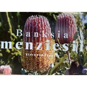 バンクシア グランディス 7寸鉢植え (banksia grandis ) : 日本花卉