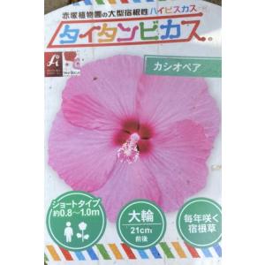 肥後椿 太田白：椿（ツバキ） : 日本花卉ガーデンセンターYahoo!店