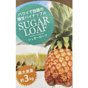 ソフトタッチパイン（パイナップル）苗 苗木 ：熱帯果樹苗