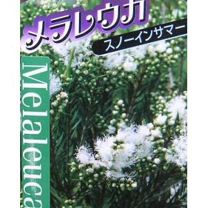 開花実績株　メラレウカ　スノーインサマー（5寸ポット植え）樹高100センチ程度｜nihonkaki