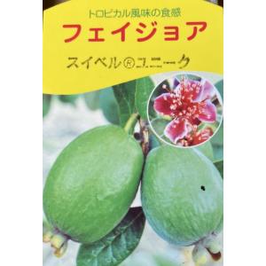 フェイジョア（選抜アポロ） 4寸ポット 苗 ：果樹 苗 アポロセレクト
