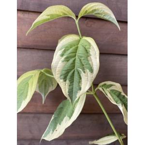 赤花ハナミズキ チェロキーチーフ 約1.8m 1本株 花水木 大株植木苗木