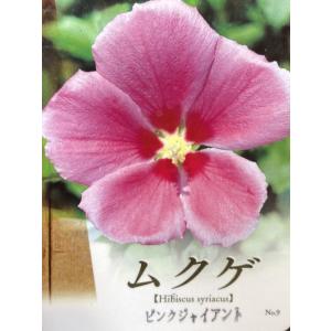 ムクゲ(ピンクジャイアント)の商品画像