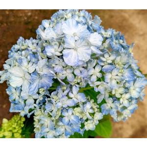 ウズアジサイ（オタフク） 5寸ポット植え ：紫陽花 渦紫陽花 : 日本