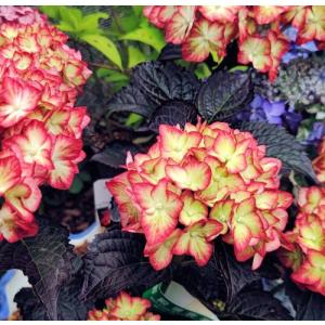 黄金葉カシワバアジサイ リトルハニー ：黄金葉柏葉紫陽花