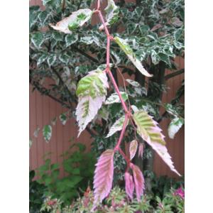 棕櫚の木！トウジュロ又はワジュロ≪唐棕櫚又は和棕櫚≫シュロの木・株