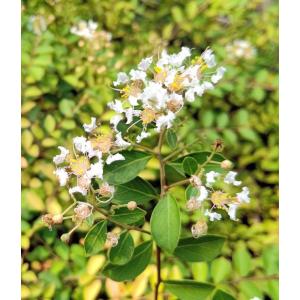 サルスベリ　百日紅　植木　白 サルスベリ 百日紅 植木 白