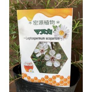 現品発送 アロニア（クックベリー） 株立 樹高1.4-1.9m(根鉢含まず