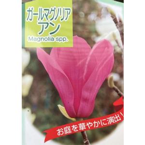 ガールマグノリア　アン　６寸鉢植え　紅花モクレン