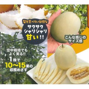 【4月中旬以降発送予定】まるかじりできる梨メロン　２ポット　野菜 苗 珍しい めろん