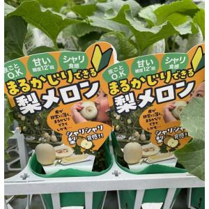 【4月中旬以降発送予定】まるかじりできる梨メロ...の詳細画像2