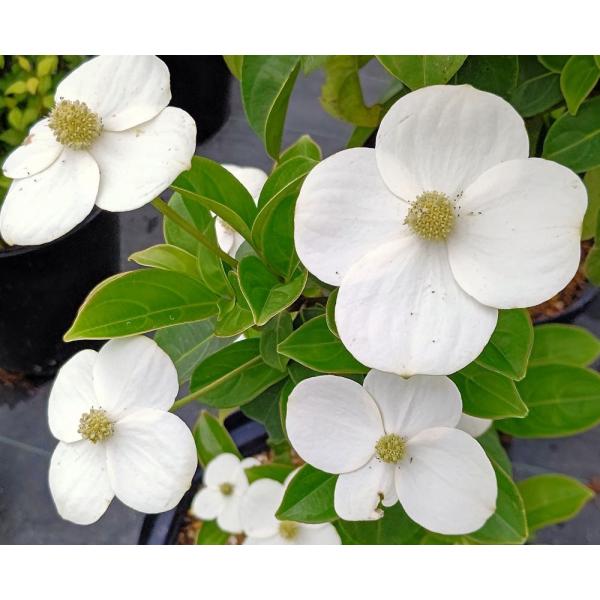 常緑白花山ボウシ　（十五夜）　　トキワヤマボウシ
