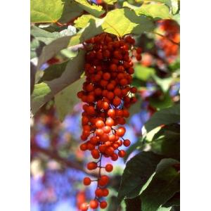 要鈴3号（改良信濃クルミ 接ぎ木苗）：果樹苗 : 日本花卉ガーデン